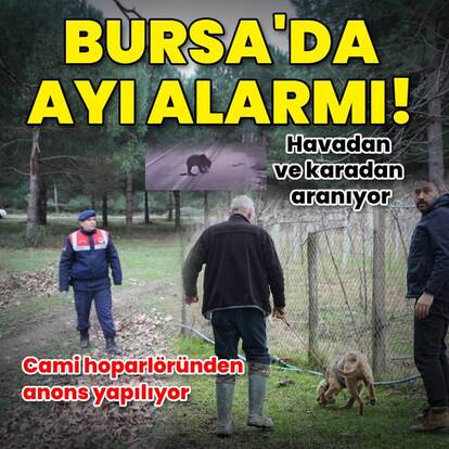 Bursa'da ayı alarmı!