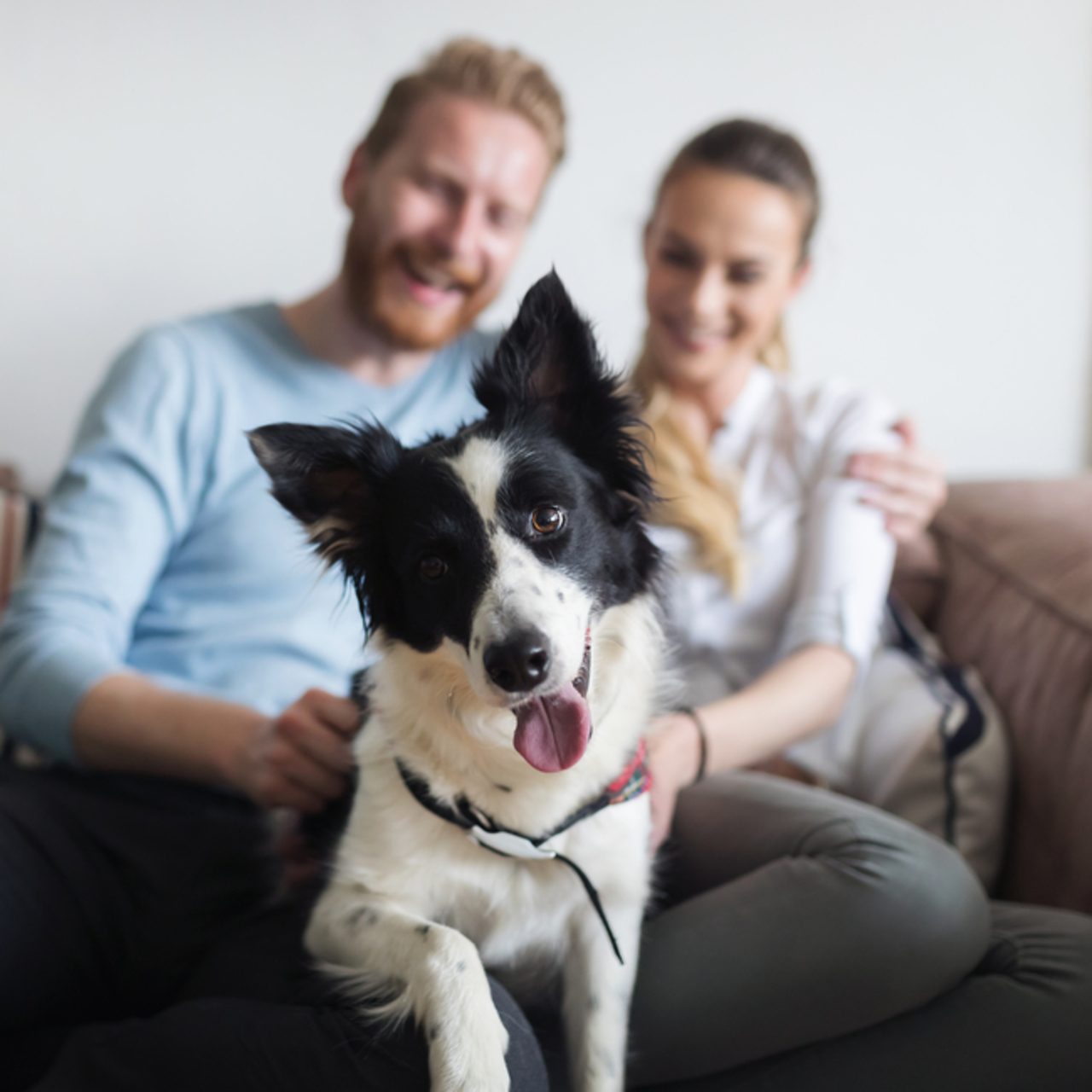 Köpeklerin sadakatinin sebepleri neler?