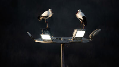 Yolculuk hakkında bilgi veriyorlarmış!