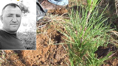 Fidan dikmek istemişti! Canından oldu!