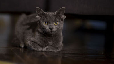 Dört kulaklı 'Midas' ilgi odağı oldu