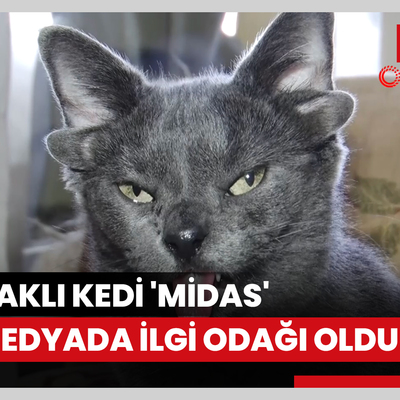 Dört kulaklı kedi 'Midas' sosyal medyada ilgi odağı oldu