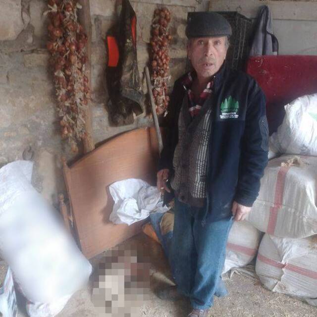 Ağıla giren köpekler kuzuları öldürdü