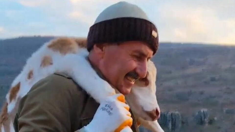 Dağlık arazide doğan buzağıyı 5 km sırtında taşıdı