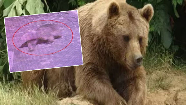 İnsaniyet namına bildirin! Yemle, tuzakla 3 gündür aranıyor!