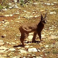 Türkiye'de sayıları 3 bin civarında! Burdur'da görüldü