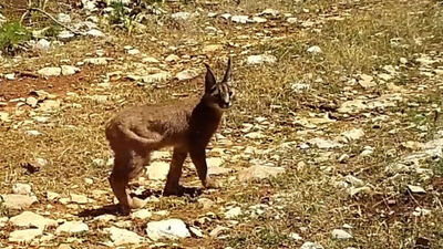 Türkiye'de sayıları 3 bin civarında! Burdur'da görüldü