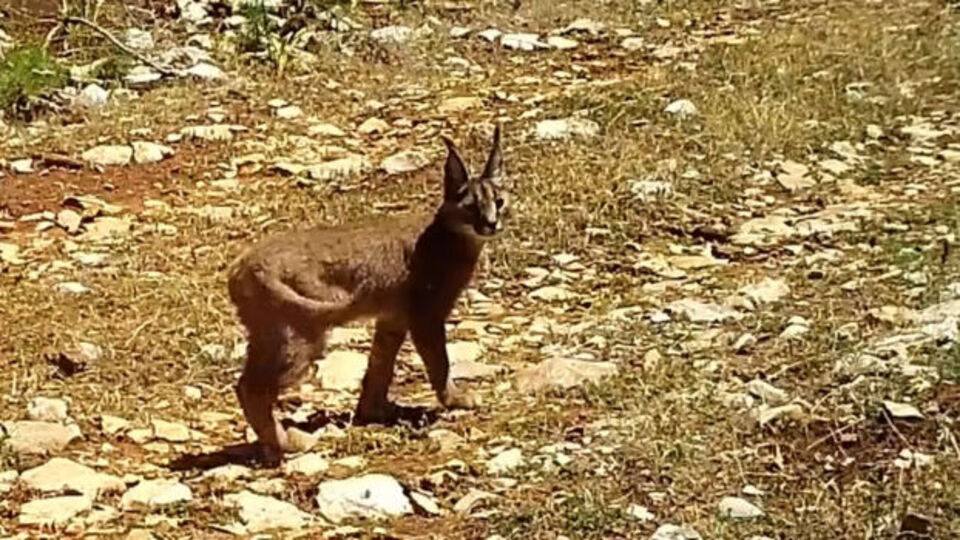 Türkiye'de sayıları 3 bin civarında! Burdur'da görüldü