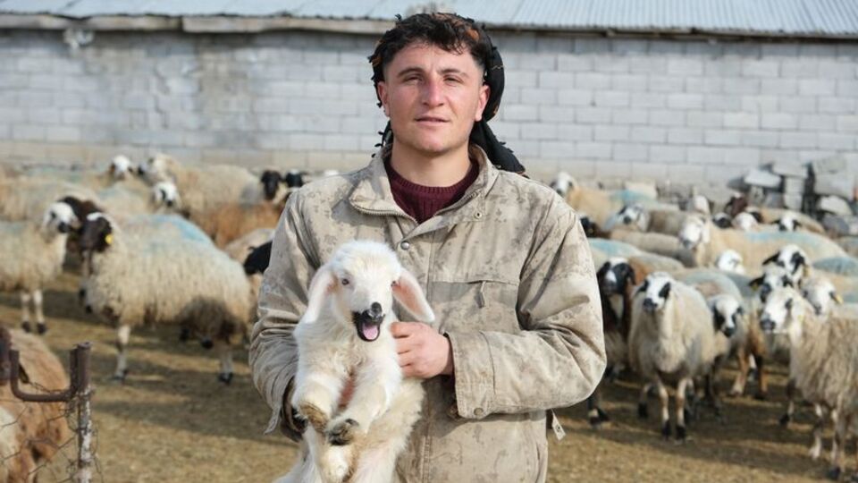 Annesinin reddettiği engelli kuzuya evde bakıyor