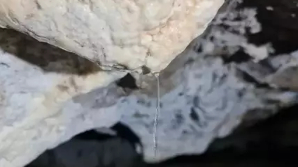 Türkiye'de ilk defa 'Ay sütü' bakterisi bulundu