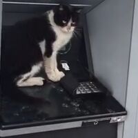 Kedi sırası!