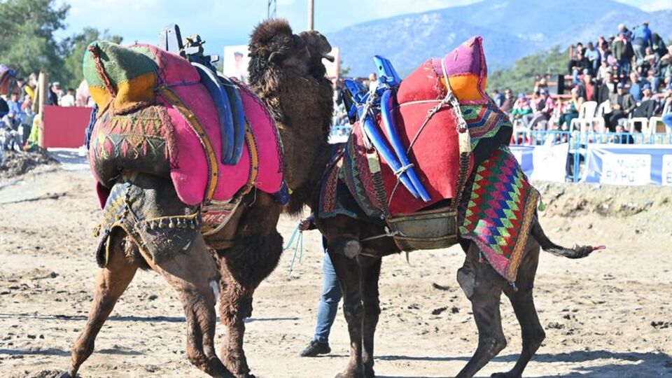 Kumluca'da "Folklorik Deve Gösterisi" yapılacak