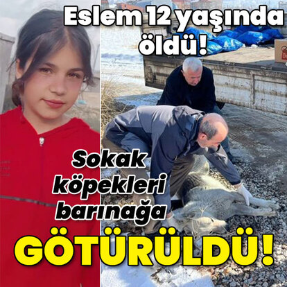 Eslem 12 yaşında öldü! Sokak köpekleri barınağa götürüldü!