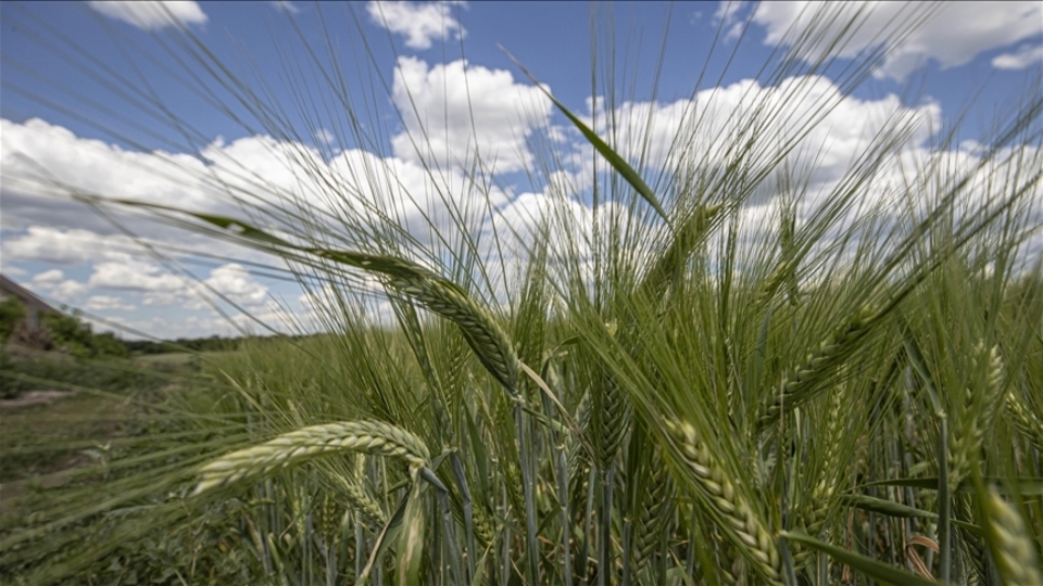 Trump korkusu tarım emtiayı pozitif etkiledi