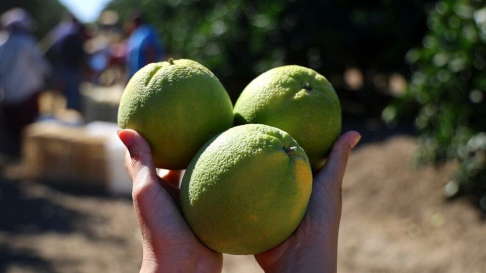 Pestisit, çocuklarda zihinsel hastalıklara sebep oluyor