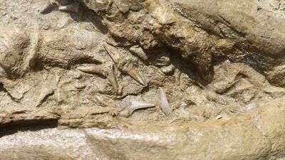 9 milyon yıllık köpek balığı fosili sergilendi