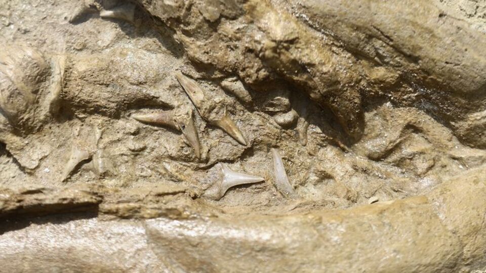 9 milyon yıllık köpek balığı fosili sergilendi