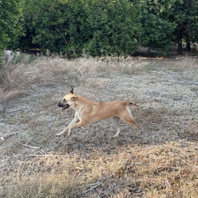 Durağan'da başıboş köpek yasağı