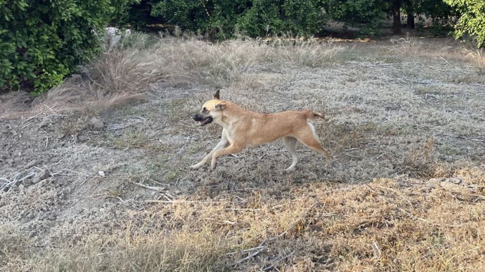Durağan'da başıboş köpek yasağı