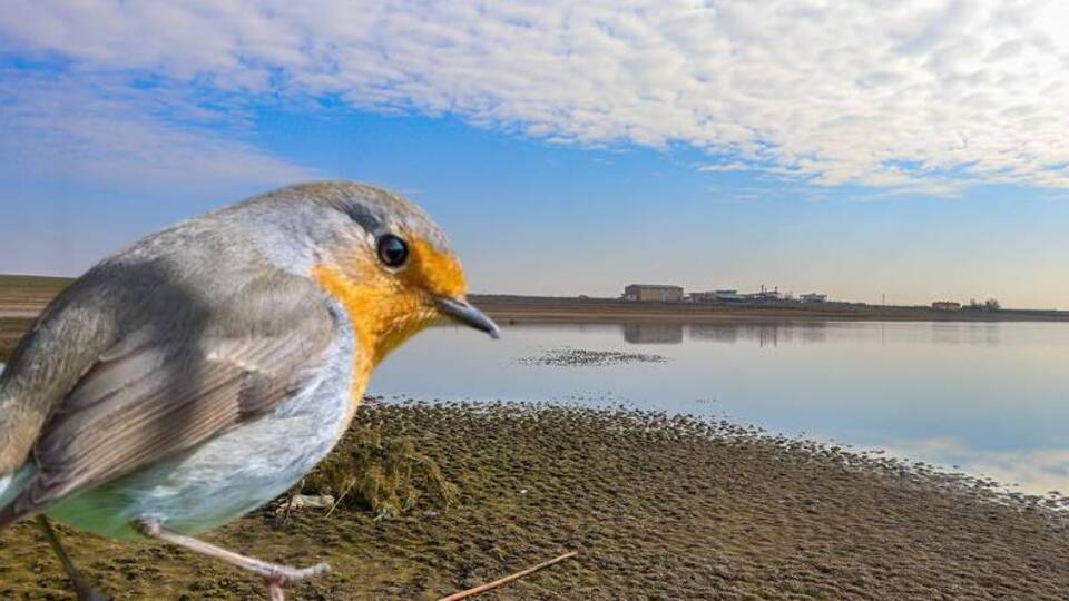 150 kuş türünün barındığı gölette su çekildi