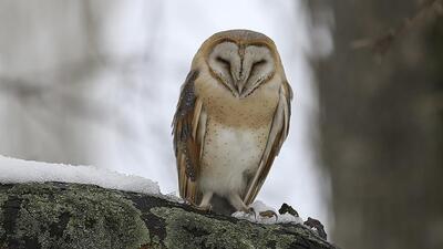 Baykuş eti yenir mi?