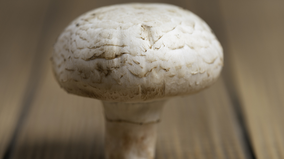 Danaburnu mantarı yenir mi?