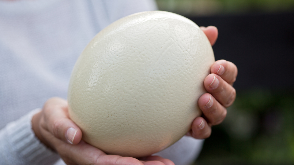 Deve kuşu yumurtası yenir mi?