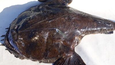 Fener balığı yenir mi?