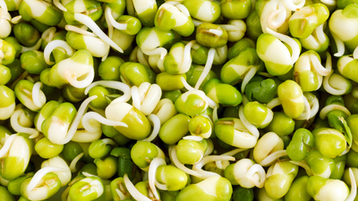 Filizlenmiş bezelye yenir mi?