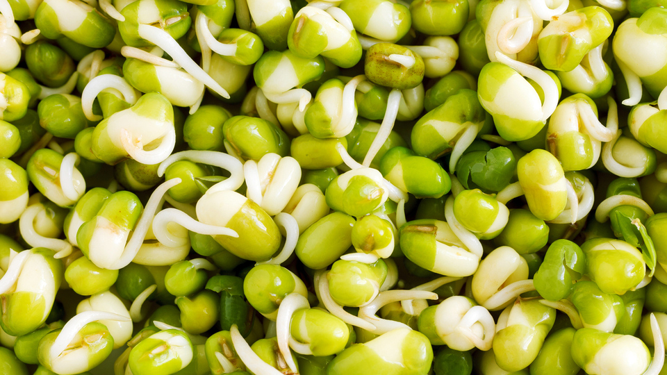 Filizlenmiş bezelye yenir mi?