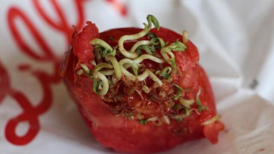 İçi filizlenmiş domates yenir mi?