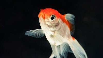 Japon balığı yenir mi?