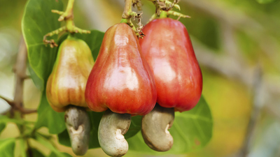 Kaju meyvesi yenir mi?