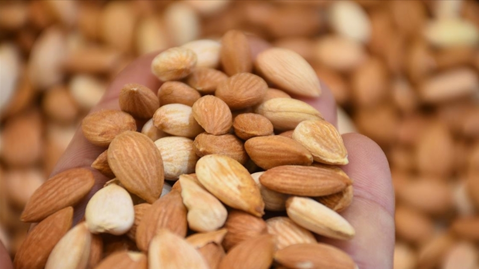 Kayısı çekirdeği yenir mi?