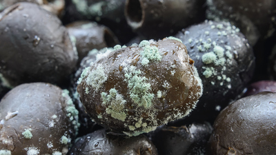 Küflenmiş zeytin yenir mi?