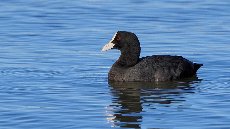Sakarmeke kuşu yenir mi?