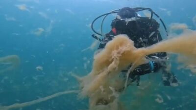 Marmara sessizce ölüyor