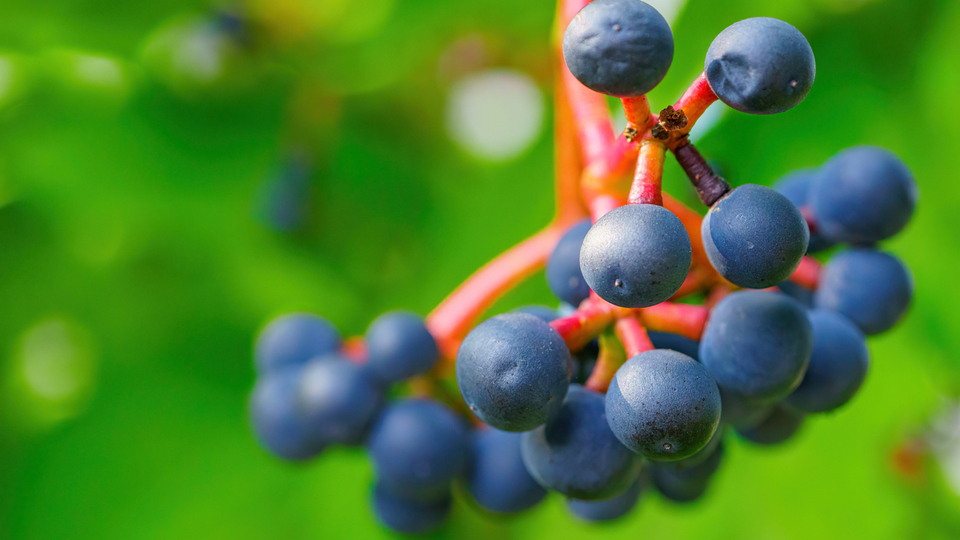 Amerikan sarmaşığı meyvesi yenir mi?