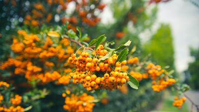 Ateş dikeni yenir mi?