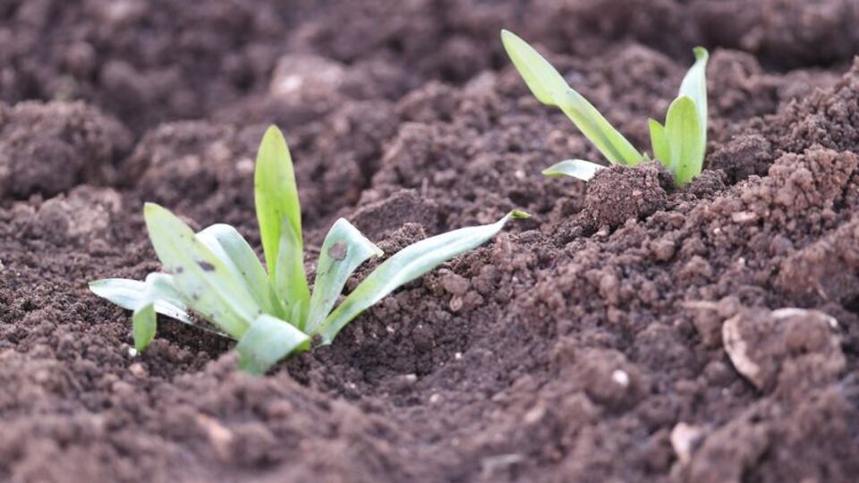 Mardin'de salep fidesi dağıtıldı