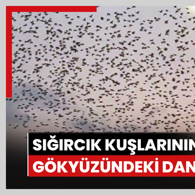 Sığırcık kuşlarının gökyüzündeki dansı mest etti