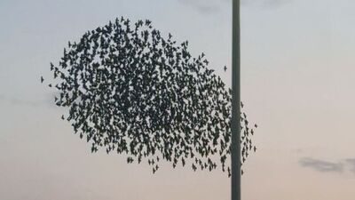 Sığırcık kuşlarının dansı