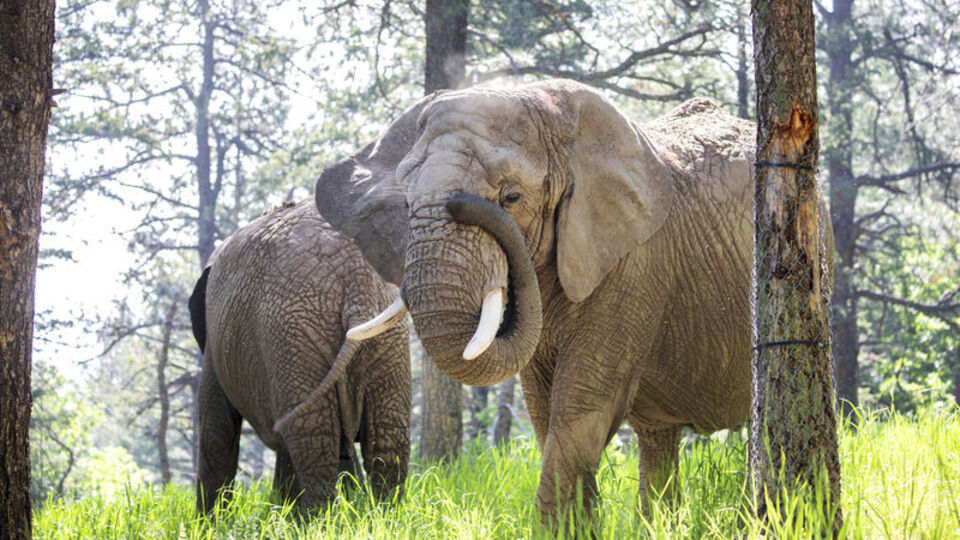 "Filler insan değil, hak talep edemez"