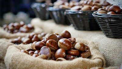 Çin kestanesi yenir mi?