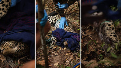 Avcı tuzağına yakalanmıştı! Kurtarıldı