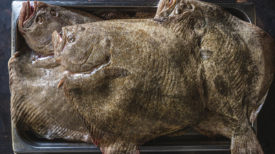 Pisi balığı yenir mi?