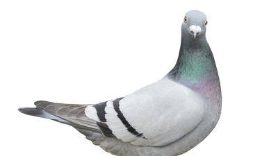 Tahtalı kuşu yenir mi?