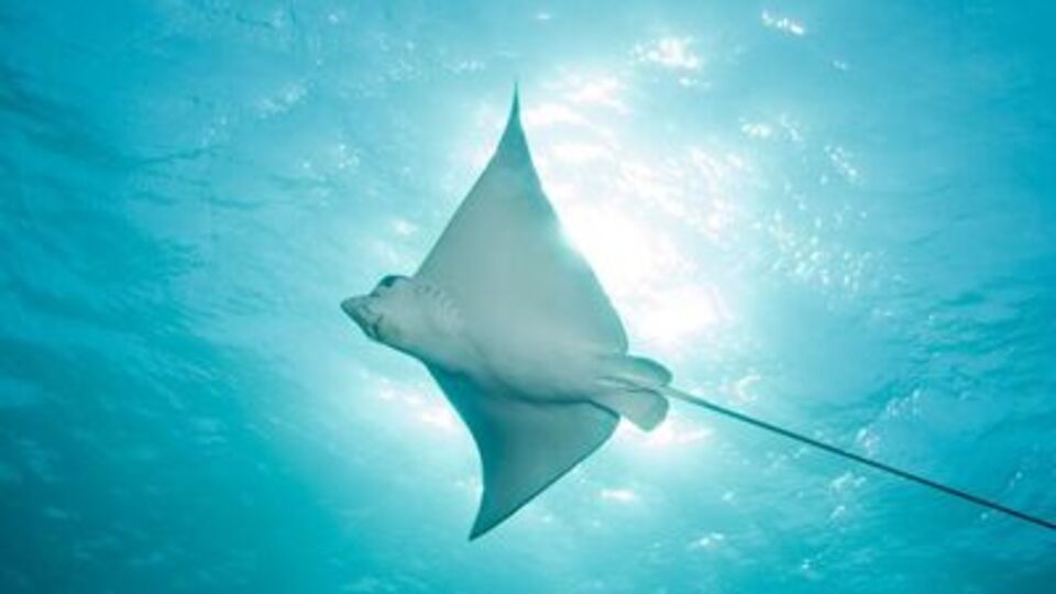 Vatoz yenir mi, sağlığa zararı var mı?