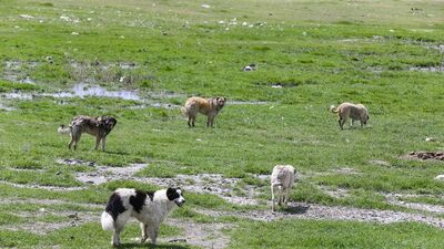Hayvanını sokağa bırakana 72 bin lira ceza