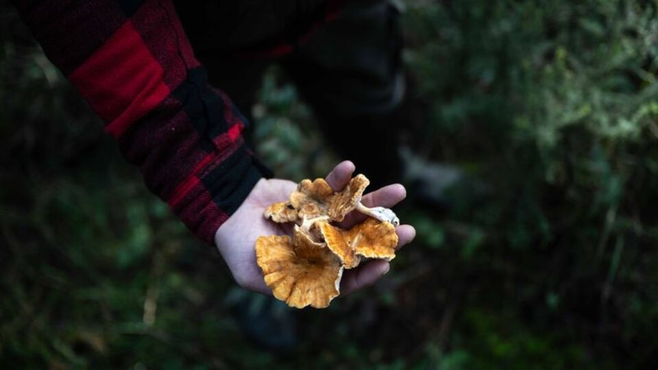 İstanbul ormanlarında mantar türlerini keşfediyorlar